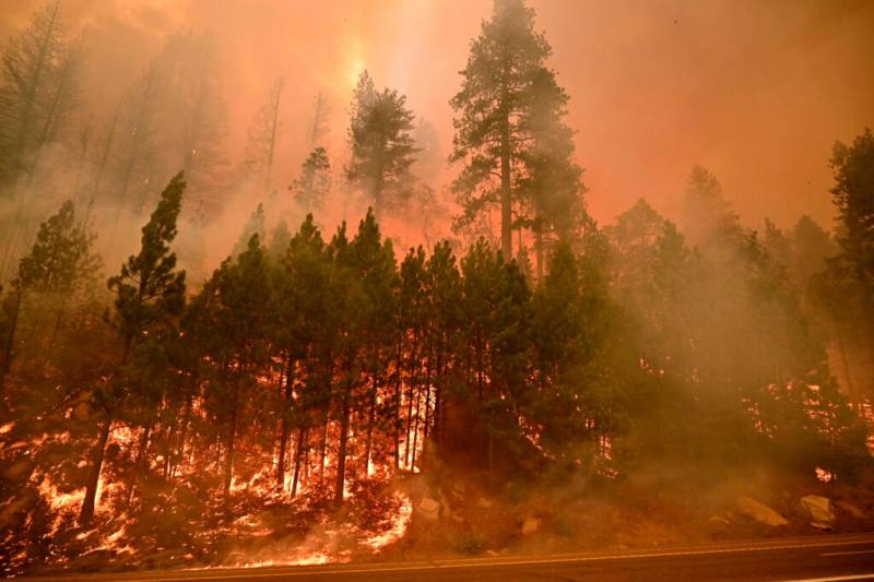 Wildfire burning through a Sierra Nevada forest